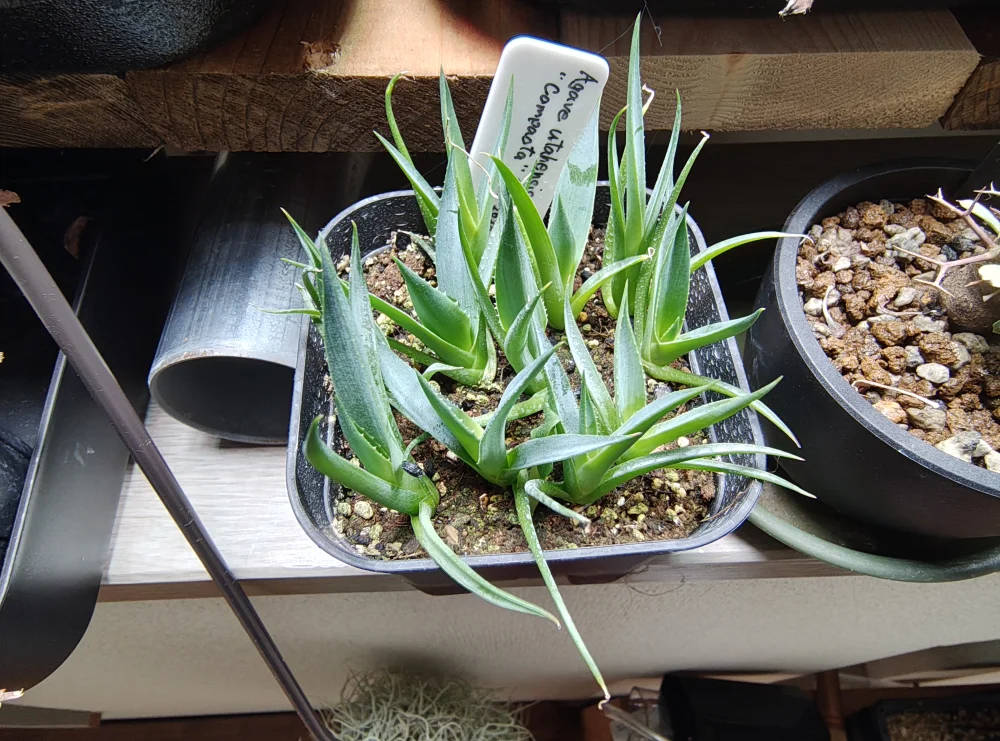 Agave utahensis ssp. utahensis 'Compacta' (アガベ ユタエンシスコンパクタ)