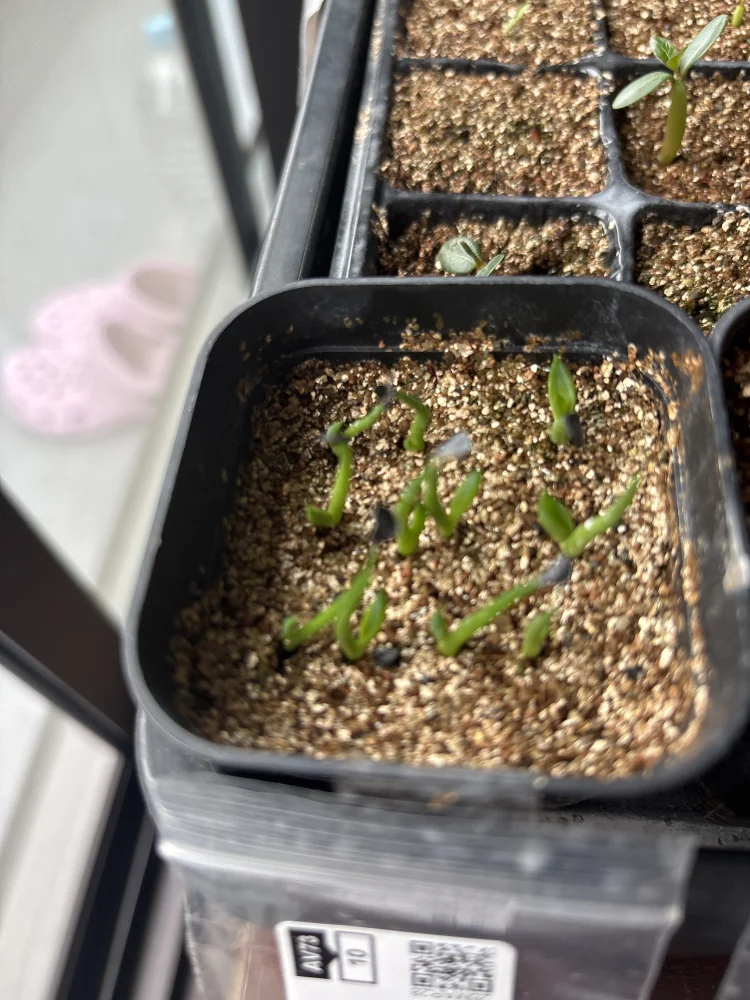アガベ オブスキュラ ハラパ Agave obscura Xalapa