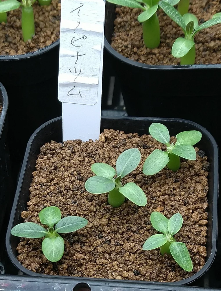 Pachypodium rosulatum var. inopinatum (パキポディウム イノピナツム)