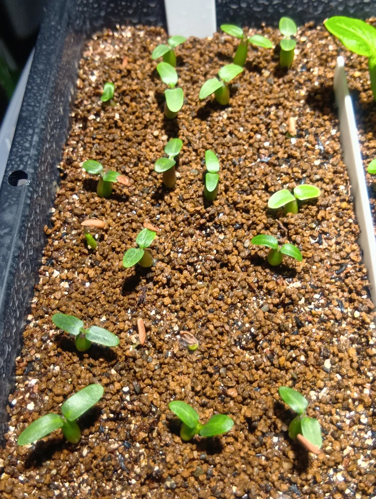 Pachypodium rosulatum