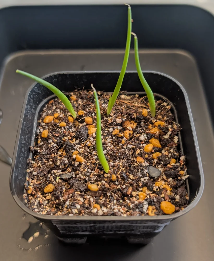 Agave parryi ssp. parryi ([少量追加:タネの日プレゼント] アガベ パリー)