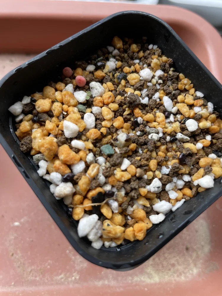 Astrophytum ornatum (アストロフィツム ハンニャ)