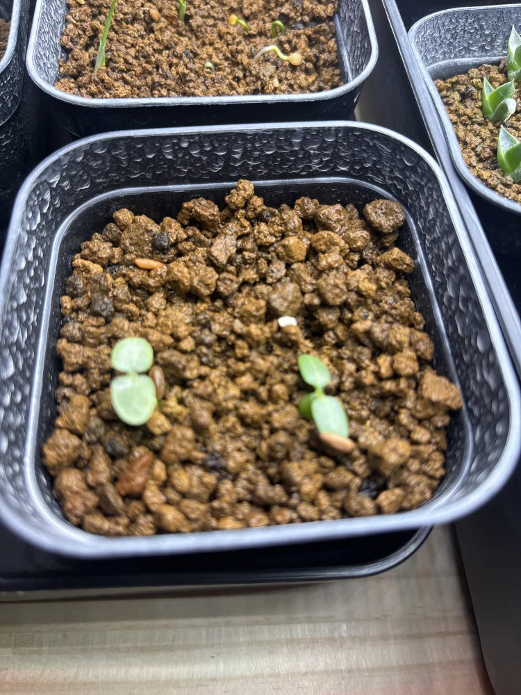 パキポディウム グラキリス Pachypodium rosulatum var. gracilius Lot.2025DEC
