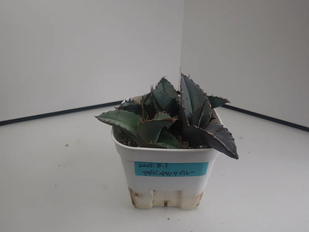 Agave titanota Blue Lot. (アガベ チタノタブルー)