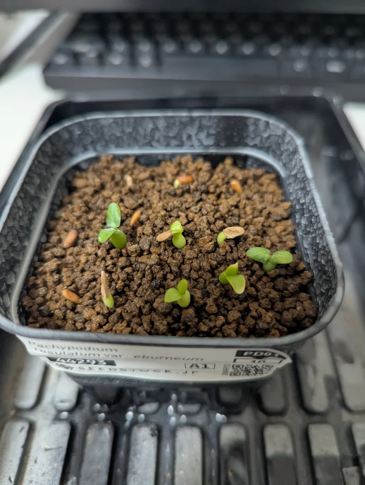 Pachypodium rosulatum var. eburneum (パキポディウム エブレネウム)