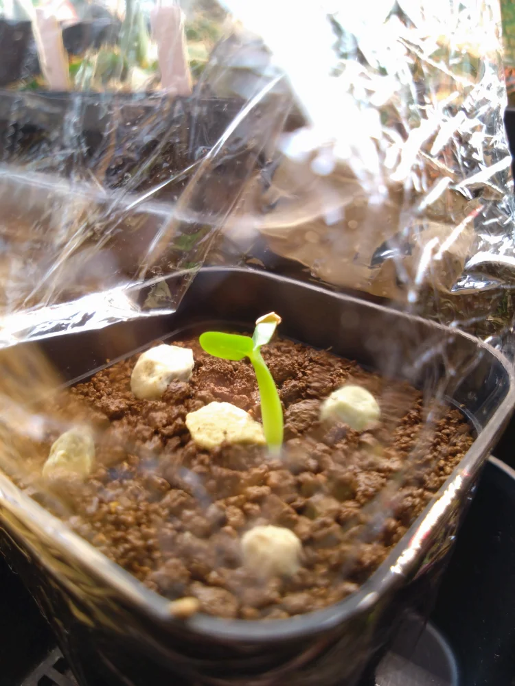 Pachypodium rosulatum var. makayense Lot. FREE ([2026/6/8ご注文分で終了｜プレゼント種子] パキポディウム マカイエンセ)