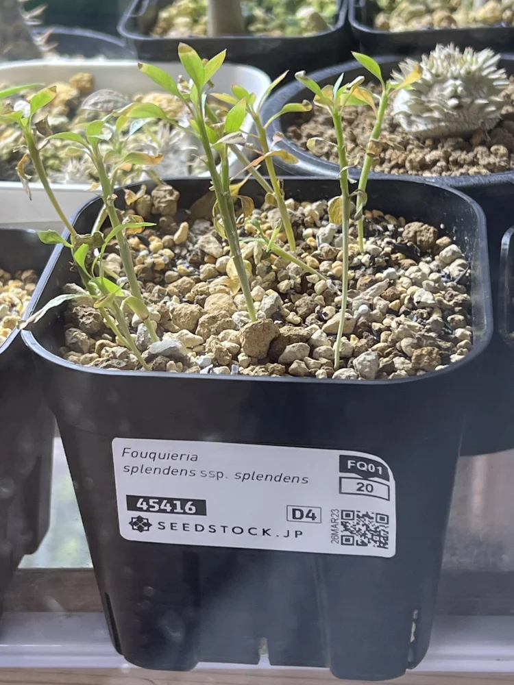 Fouquieria splendens ssp. splendens (フォークイエリア スプレンデンス)