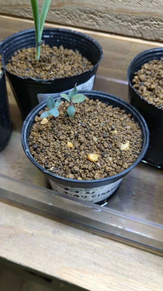 Eucalyptus cinerea (ユーカリ シネレア)