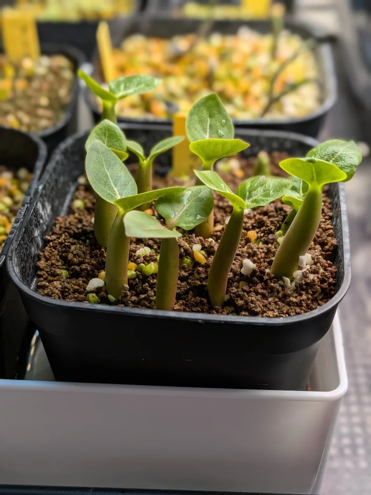 Adenium arabicum black giant (アデニウム アラビカム ブラックジャイアント)