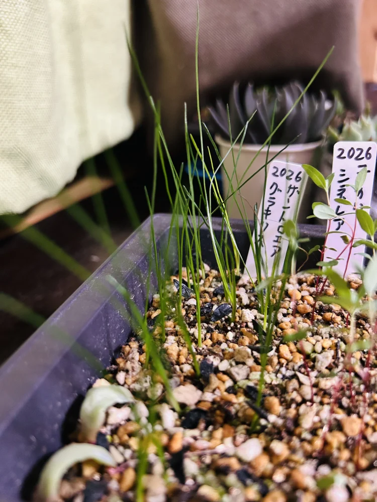 Xanthorrhoea gracilis (ザントロエア グラキリス)