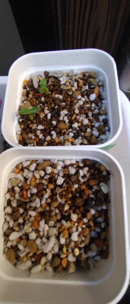 パキポディウム グラキリス Pachypodium rosulatum var. gracilius Lot.2025DEC