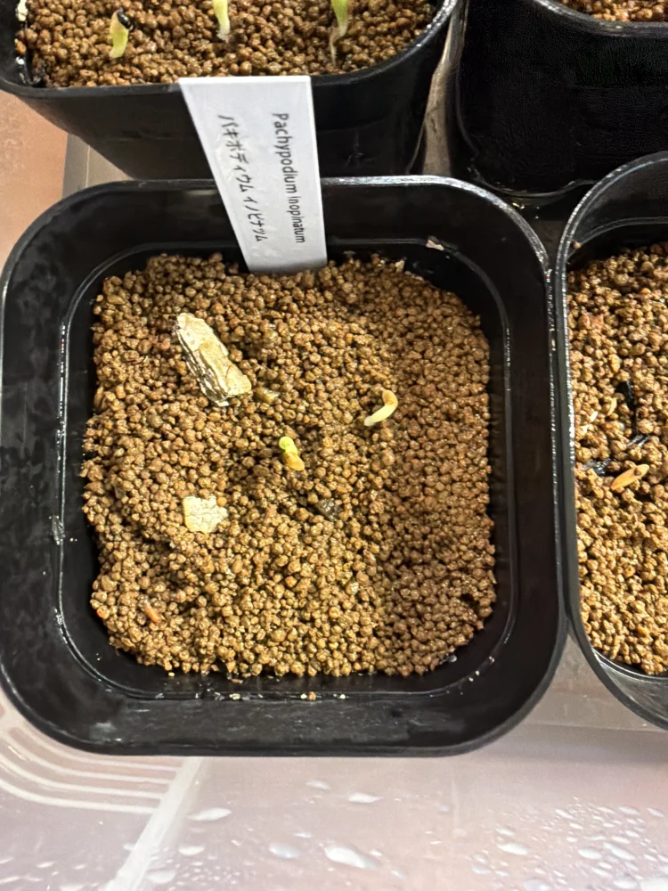 パキポディウムイノピナツム