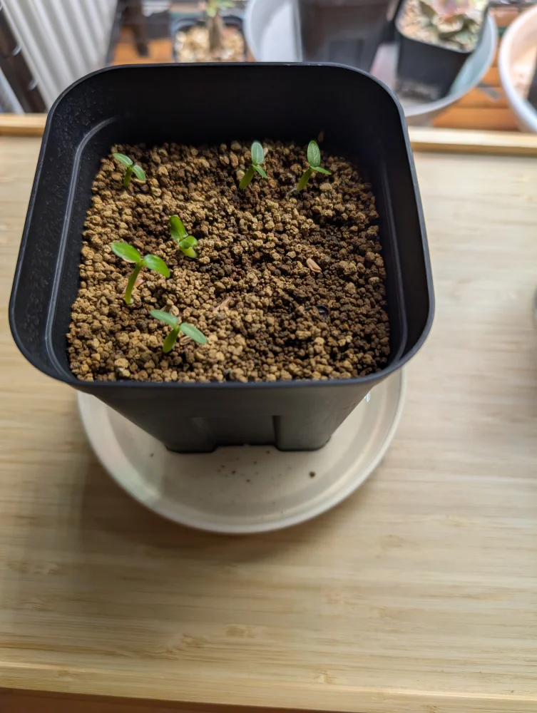 Pachypodium rosulatum subsp. makayense (パキポディウム マカイエンセ)