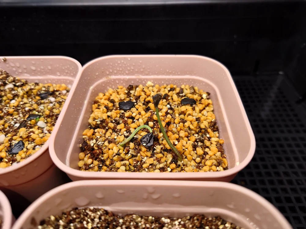 Agave ([プレゼント種子])