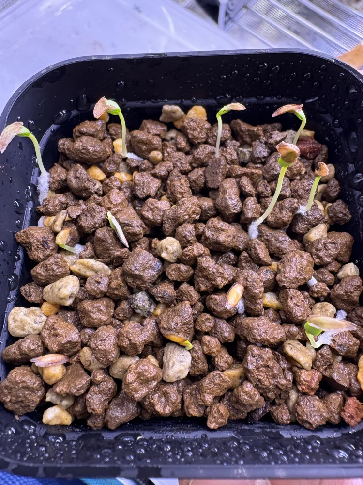 Fouquieria purpusii (フォークイエリア プルプシー)