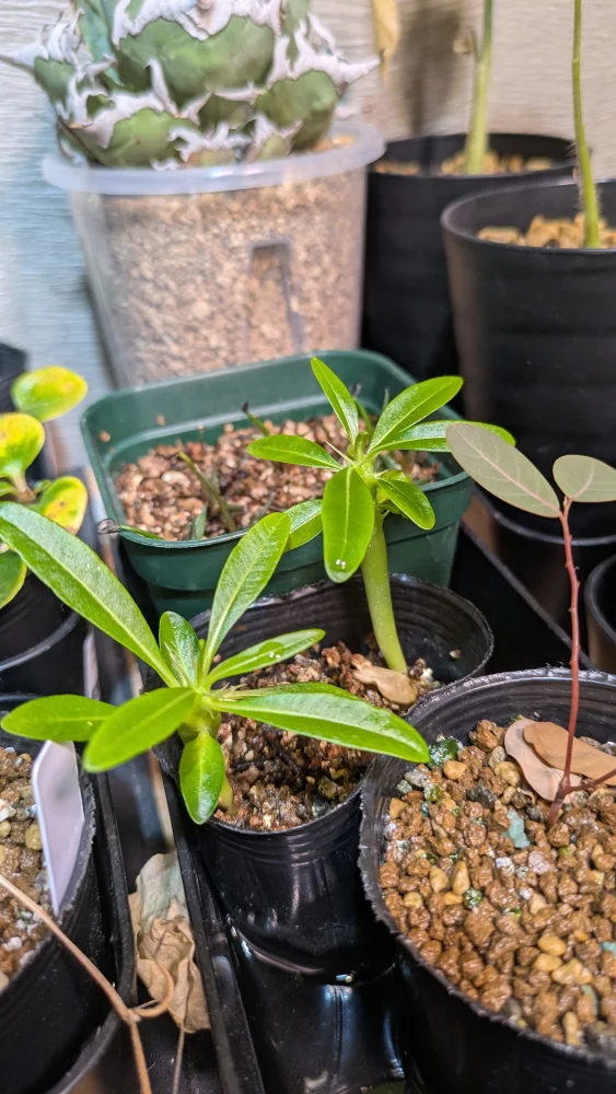 種子] パキポディウム アンボンゲンセ Pachypodium ambongense | 塊根
