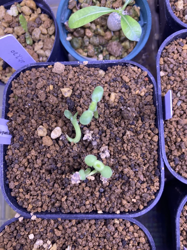 Euphorbia graniticola (ユーフォルビア グラニティコラ)