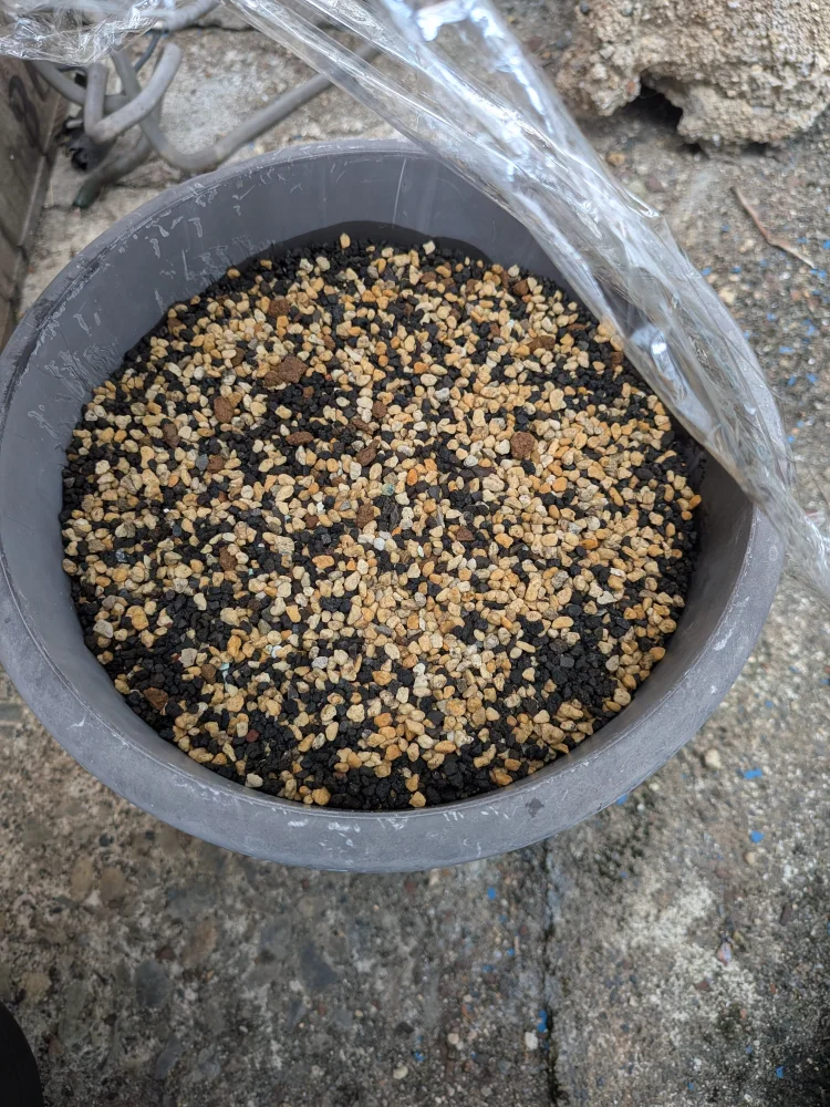 Eucalyptus cinerea (ユーカリ シネレア)