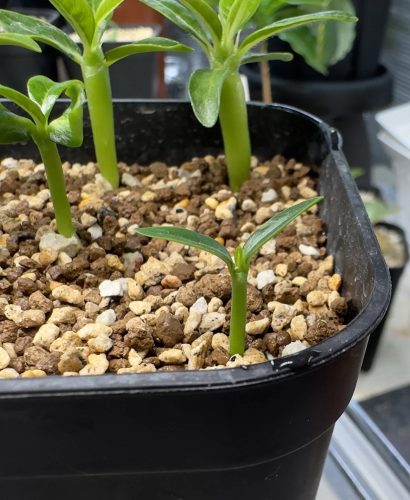 Pachypodium ambongense (パキポディウム アンボンゲンセ)