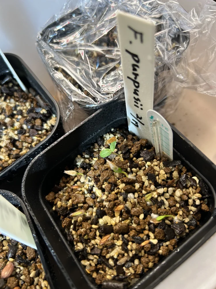 Fouquieria purpusii (フォークイエリア プルプシー)