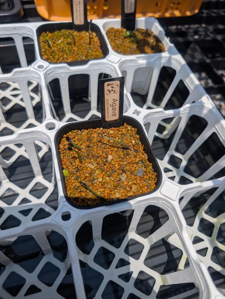 種子専門ショップ 多肉植物・塊根植物・観葉植物 - SEEDSTOCK