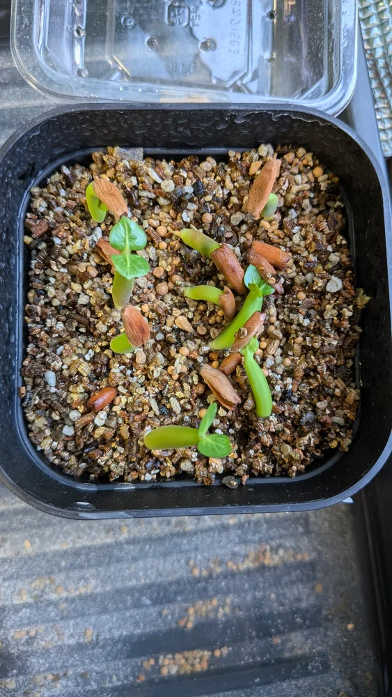 Adenium arabicum black giant (アデニウム アラビカム ブラックジャイアント)