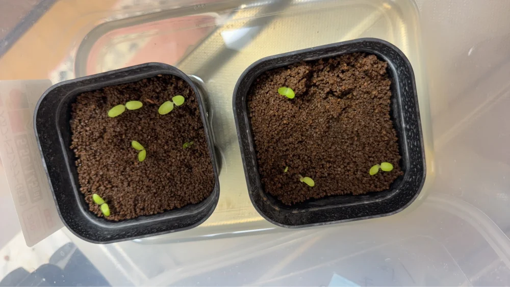 Pachypodium rosulatum var. gracilius Lot. (パキポディウム グラキリス)