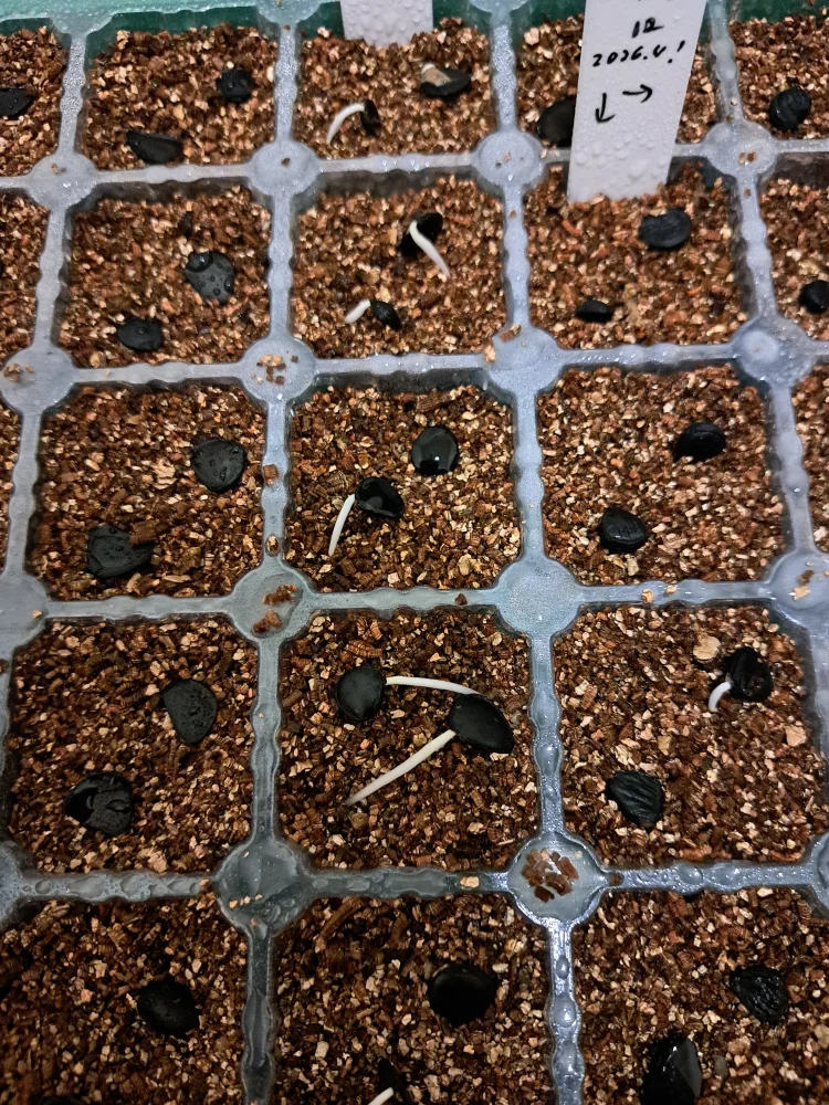 Yucca brevifolia (ユッカ ブレビフォリア)