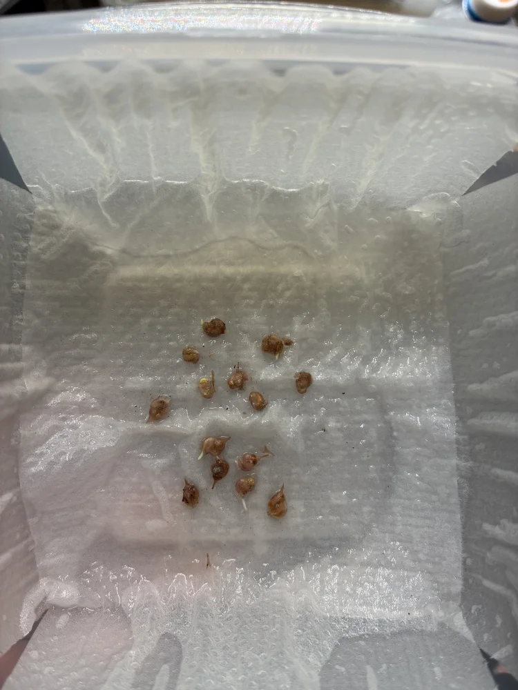 Pachycormus discolor (パキコルムス ディスカラー)