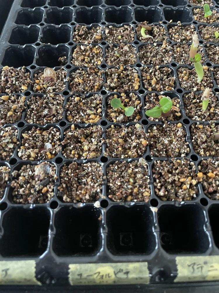 Euphorbia spannringii (ユーフォルビア スパンリンギー フィッシュボーン)