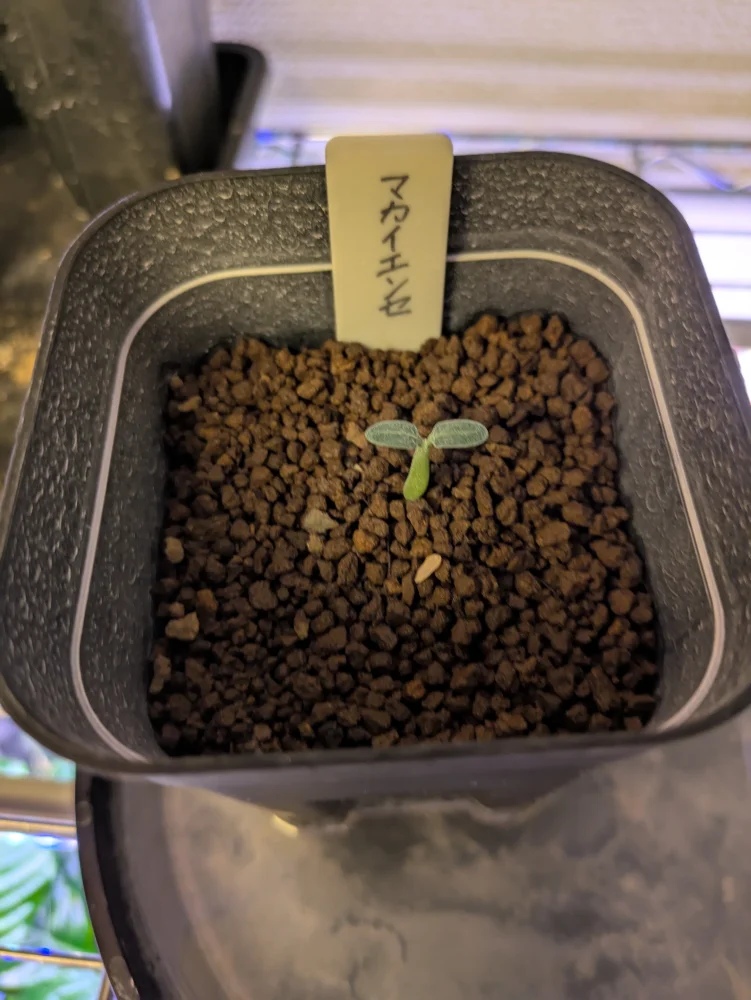 Pachypodium rosulatum ssp. makayense (パキポディウム マカイエンセ)