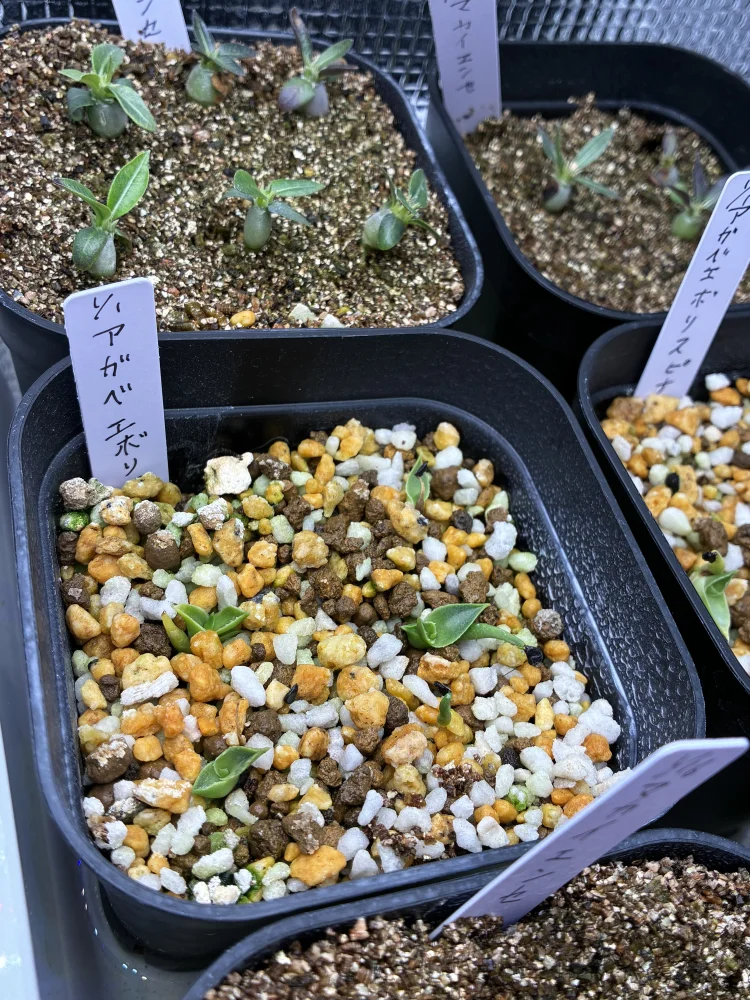 Agave utahensis var. eborispina (アガベ エボリスピナ)