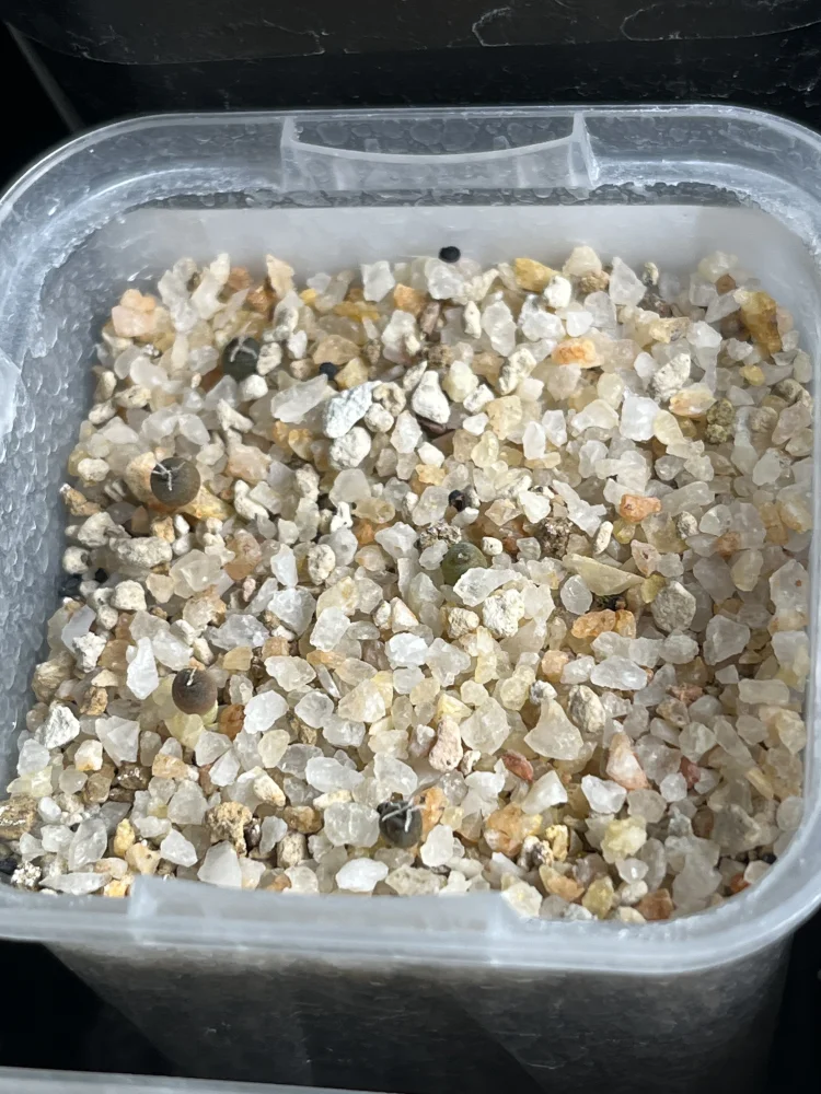 Ariocarpus trigonus (アリオカルプス トリゴナス 三角牡丹)