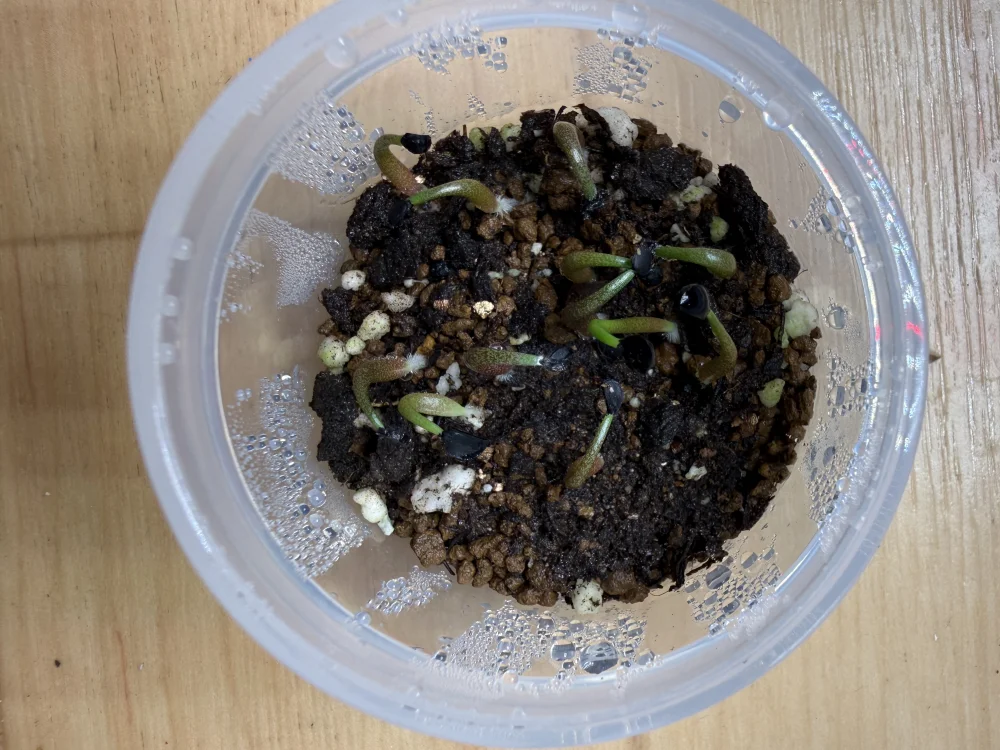 Agave megalodonta (アガベ メガロドンタ)