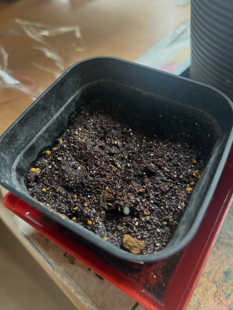 Aloe suzannae (アロエ スザンナエ)