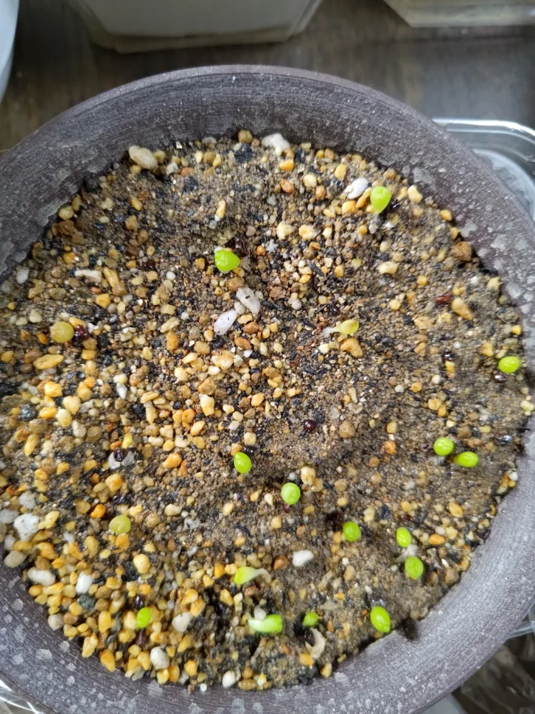 Astrophytum asterias (アストロフィツム アステリアス 兜)