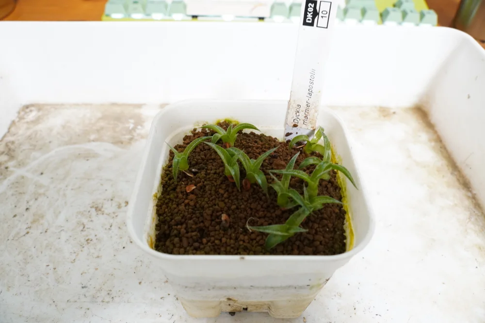 Dyckia marnier-lapostolii (ディッキア マルニエルラポストレイ)