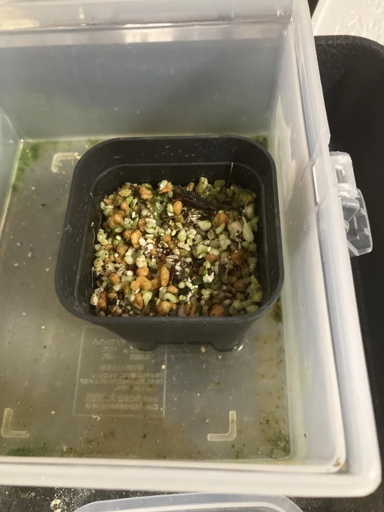 アリオカルプス 姫牡丹 Ariocarpus kotschoubeyanus var. albiflorus