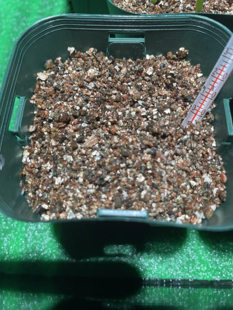 Lot. (パキポディウム グラキリス)