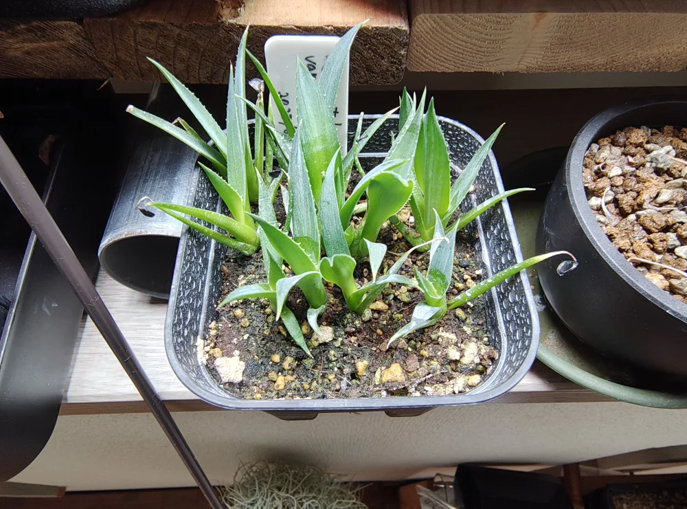  アガベ エボリスピナ ヴェガス 2023 Agave utahensis var. eborispina 'Vegas' Lot.2023
