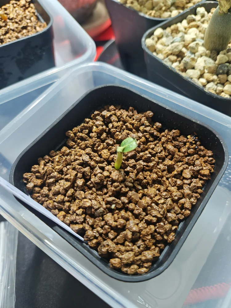 種子] パキポディウム ウィンゾリー Pachypodium windsorii | 塊根植物