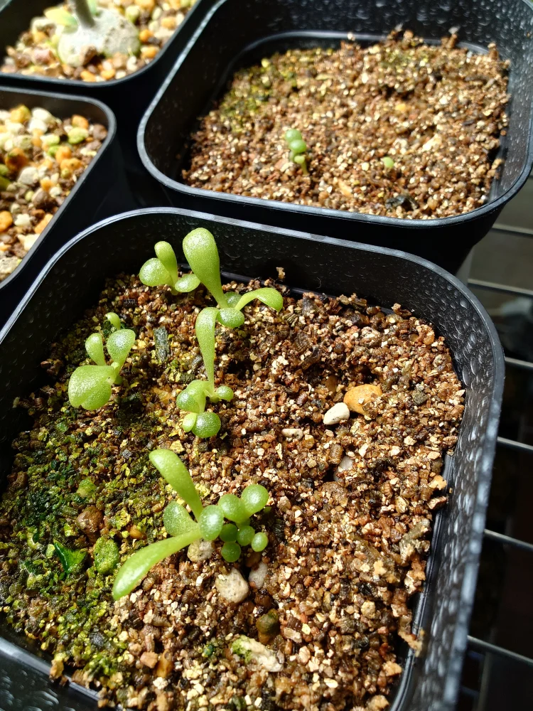 Tylecodon wallichii (ティレコドン ワリチー)