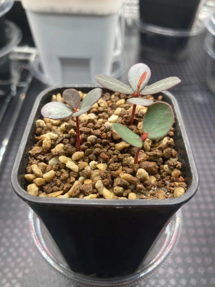 Phyllanthus mirabilis (フィランサス ミラビリス)