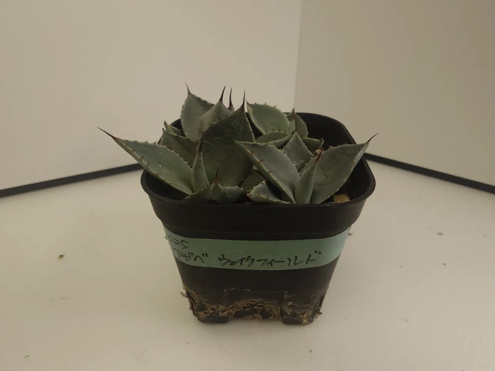 Agave parryi huachucensis Wakefield (アガベ パリー ウェイクフィールド)