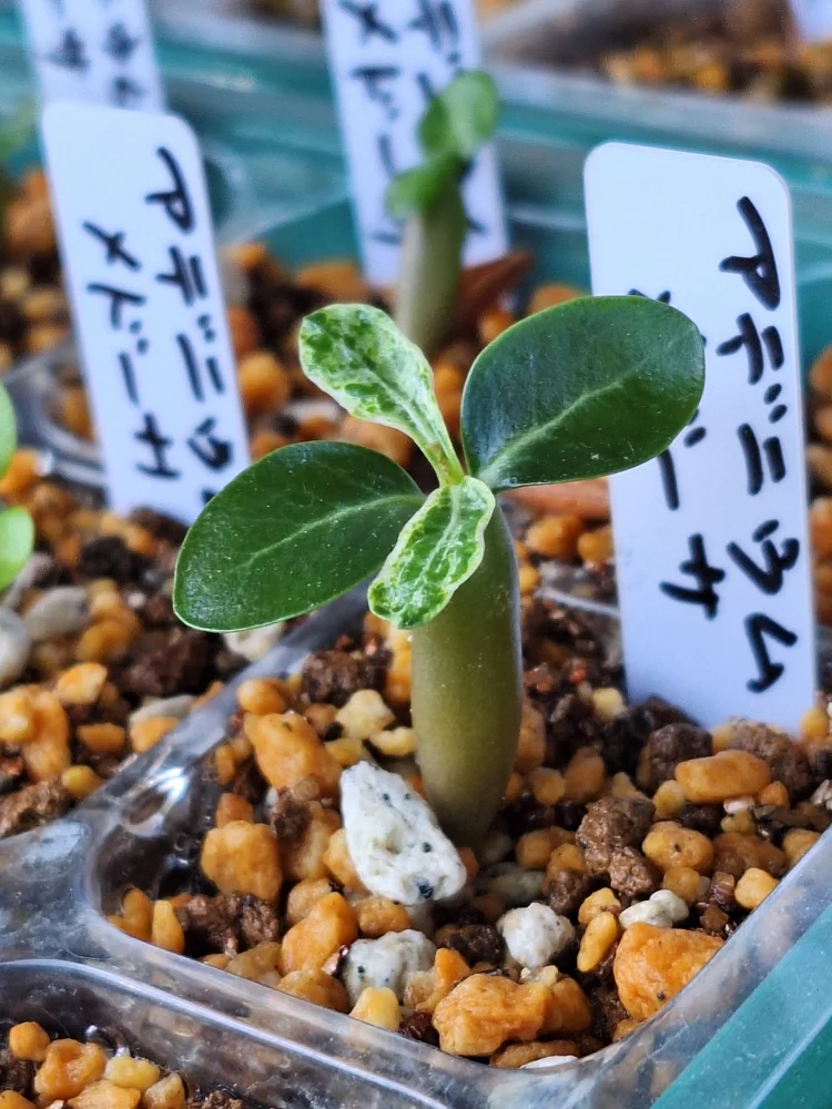 DHA Medusa Adenium DHA Medusa (アデニウム)