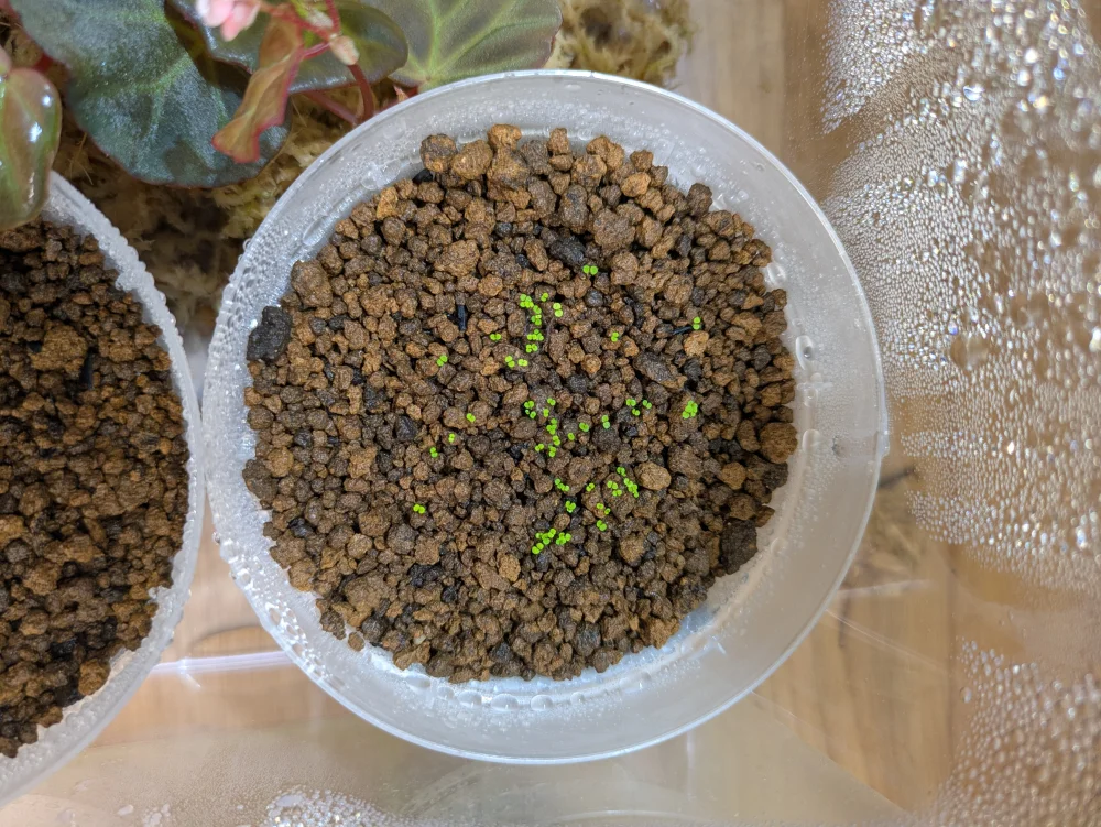 Begonia murina (ベゴニア ムリナ)