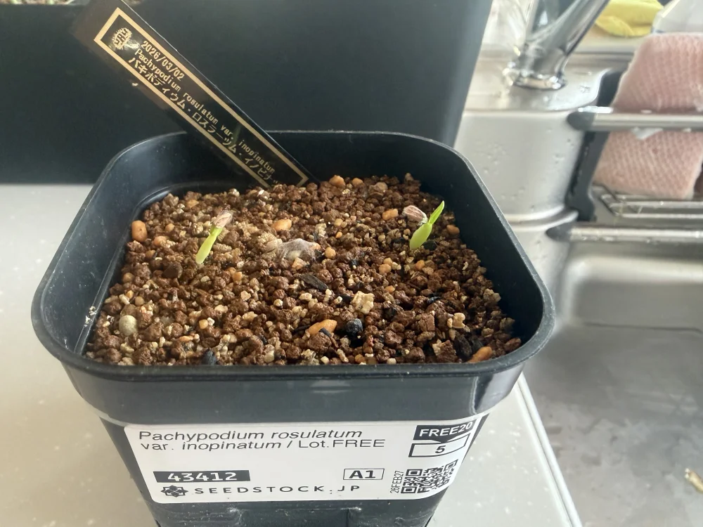 Pachypodium rosulatum var. inopinatum ([プレゼント種子 3月22日まで] パキポディウム イノピナツム)