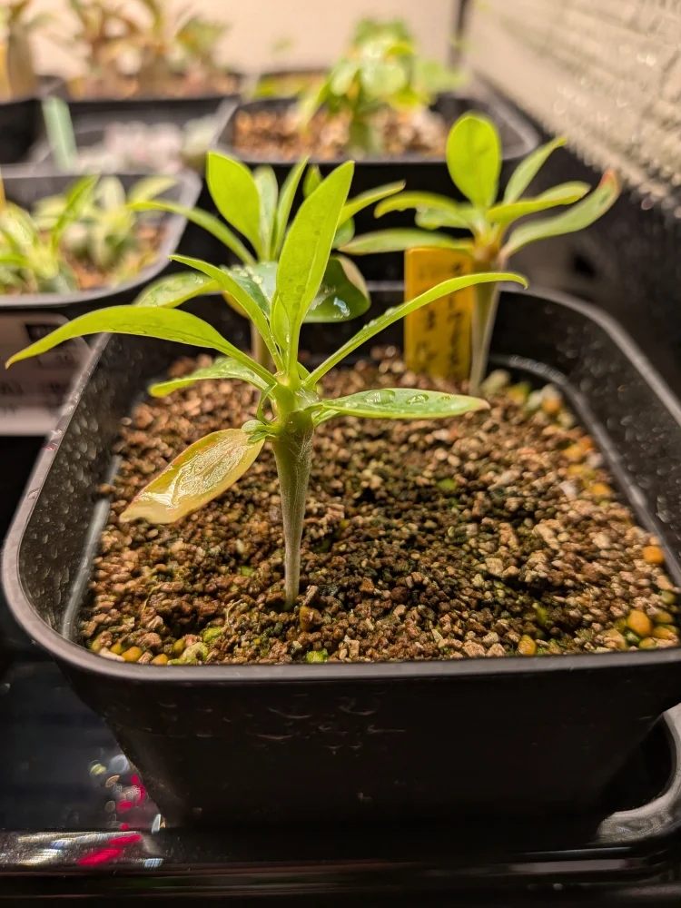 Fouquieria formosa (フォークイエリア フォルモサ)