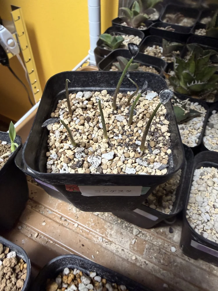 Agave congesta (アガベ コンゲスタ)