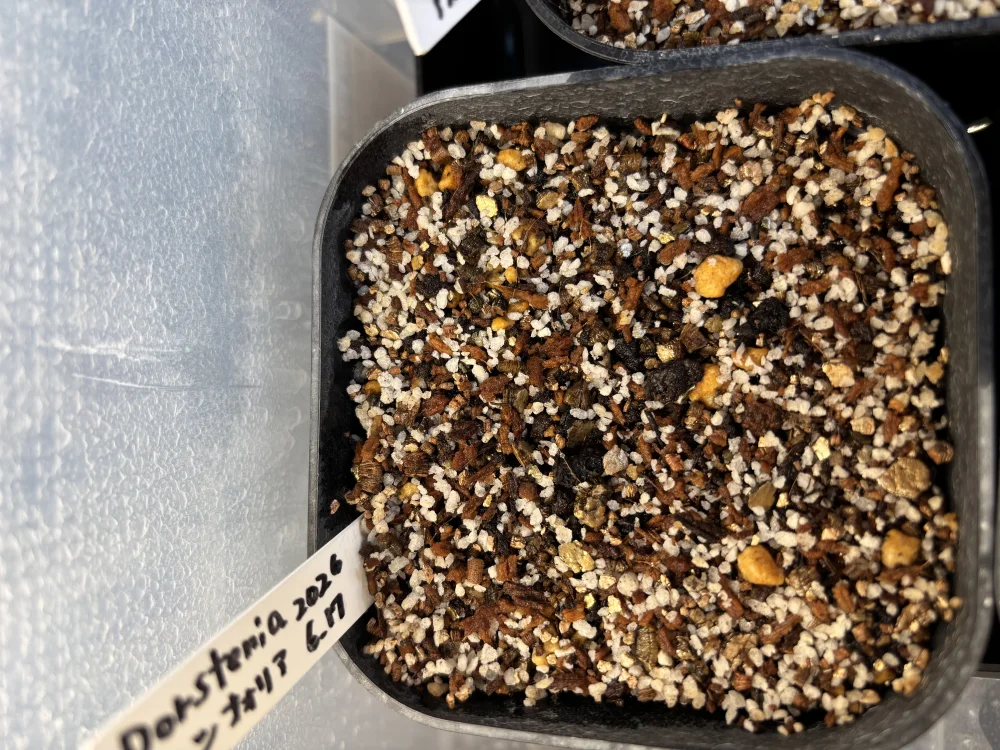 Dorstenia lancifolia (ドルステニア ランシフォリア)